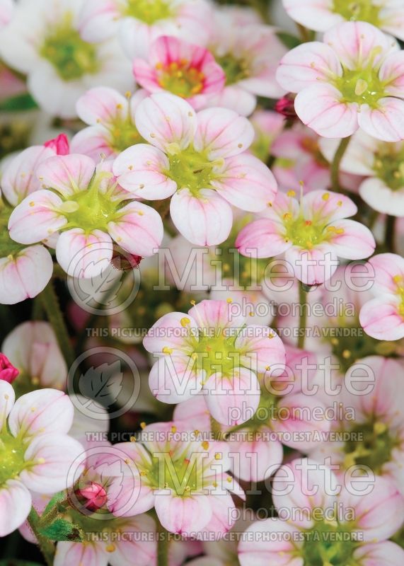 Saxifraga Highlander Rose Shades (Saxifrage) 2