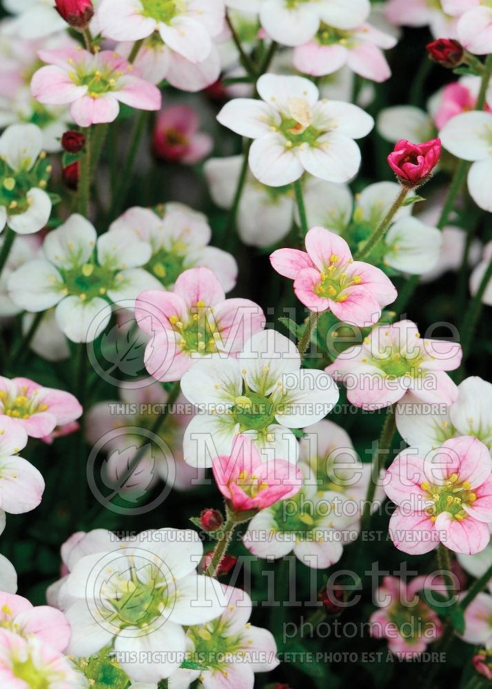 Saxifraga Highlander Rose Shades (Saxifrage) 3