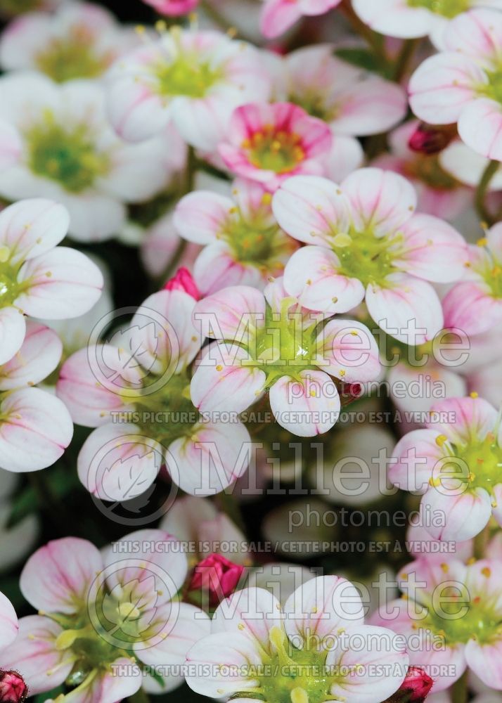 Saxifraga Highlander Rose Shades (Saxifrage) 1