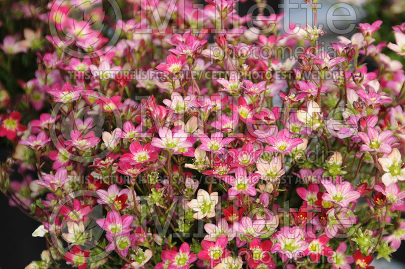 Saxifraga Touran Scarlet or Rocklet (Saxifrage) 1