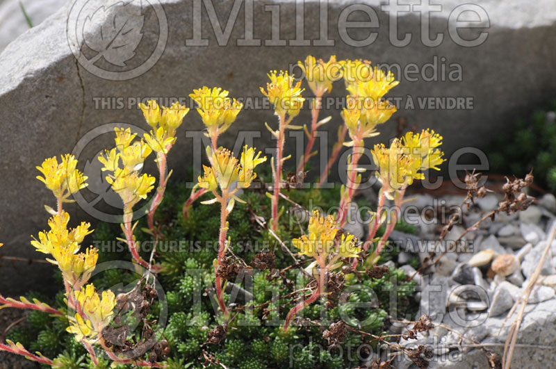 Saxifraga Elizabeth Sinclair (Saxifrage) 2