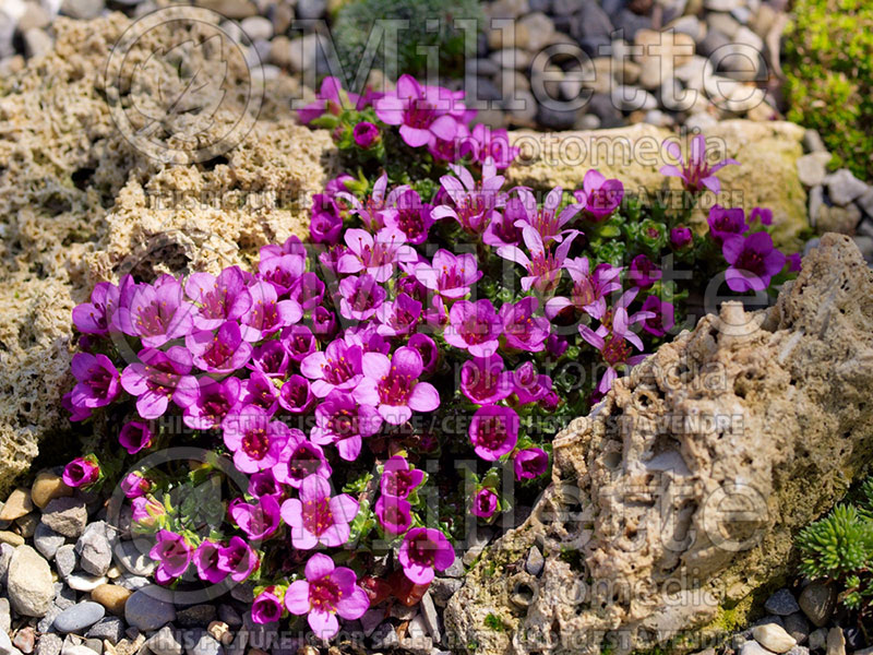 Saxifraga oppositifolia (Saxifrage) 1