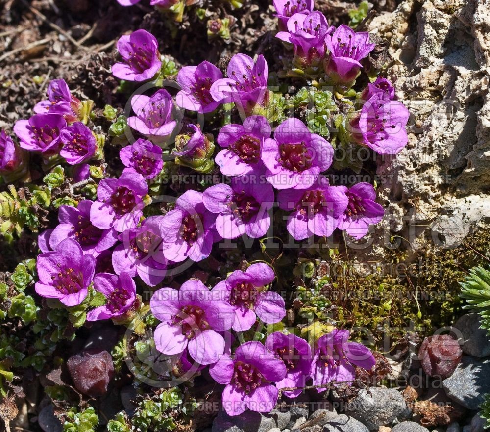 Saxifraga Vaccariana (Saxifrage) 1 