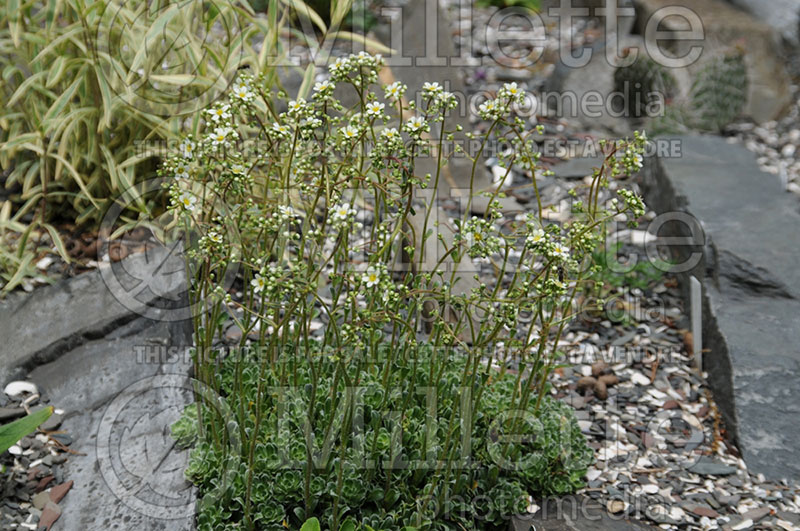 Saxifraga paniculata (Saxifrage) 1