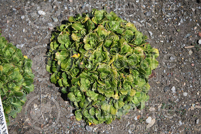 Saxifraga Aureopuntata (London Pride) 1