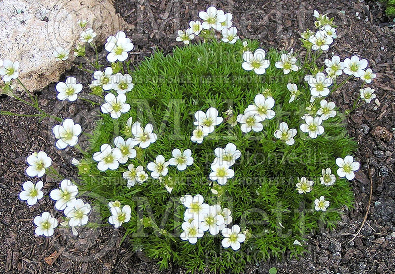 Saxifraga Schneewittchen (Saxifrage) 1