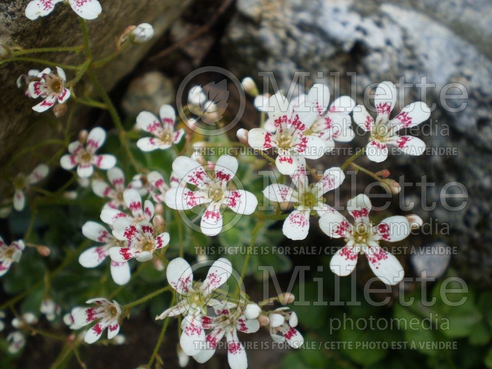 Saxifraga Southside Seedling (Saxifrage) 2