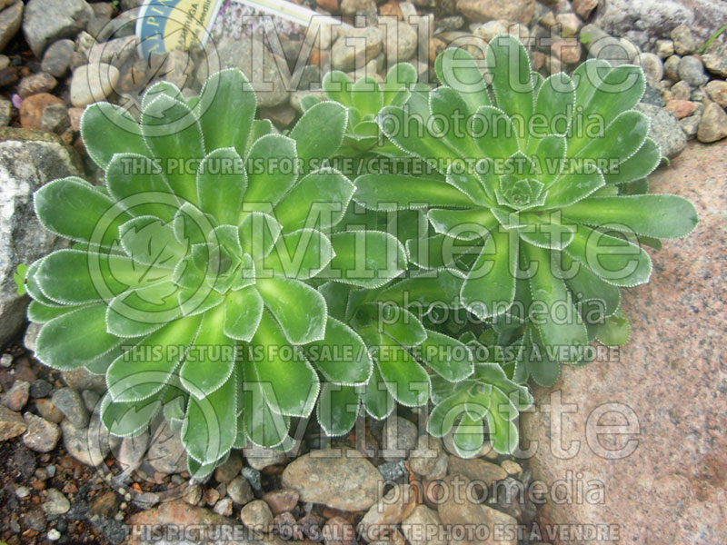 Saxifraga Southside Seedling (Saxifrage) 3