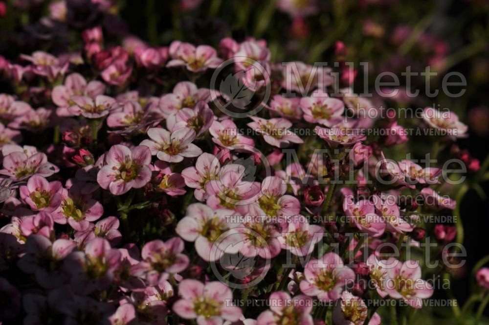 Saxifraga Touran Neon Rose (Saxifrage) 1