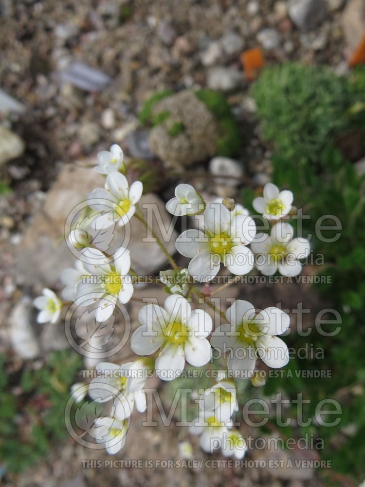 Saxifraga Whitehill (Saxifrage) 1