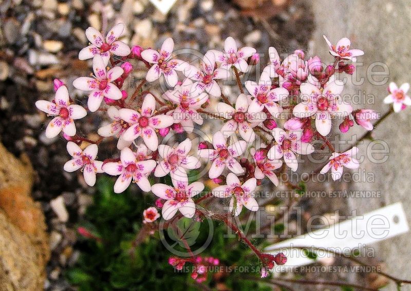 Saxifraga Winifred Bevington (Saxifrage) 1