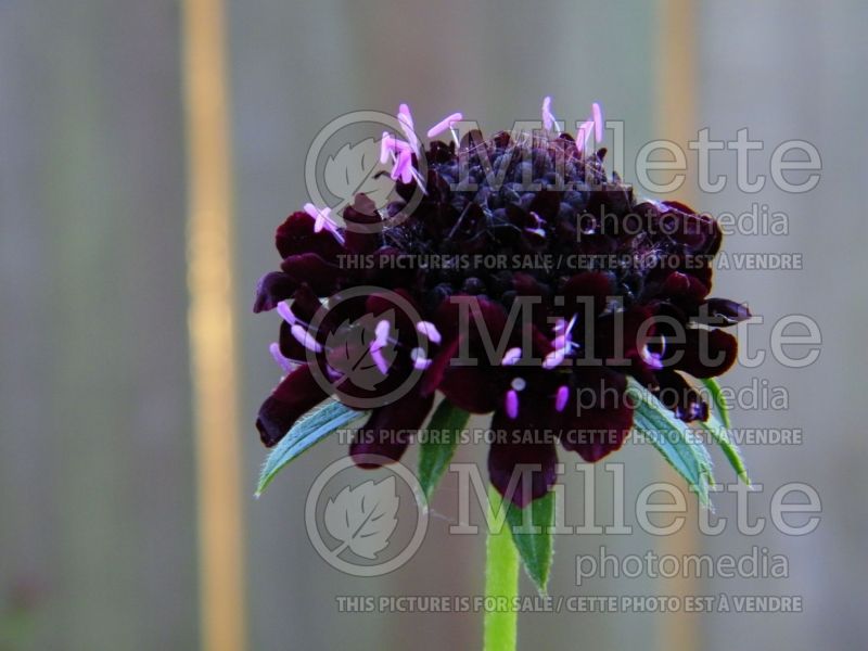 Scabiosa Black (Pincushion) 2