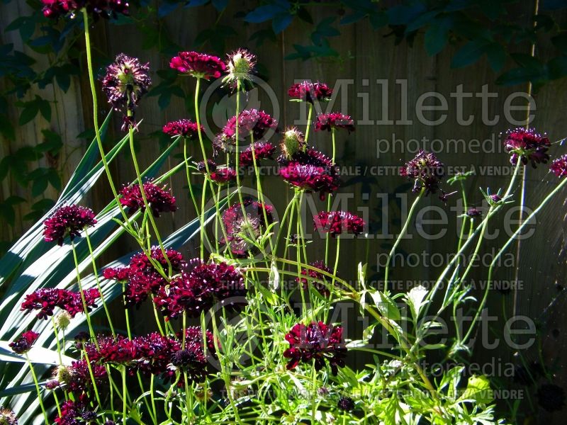 Scabiosa Black (Pincushion) 4