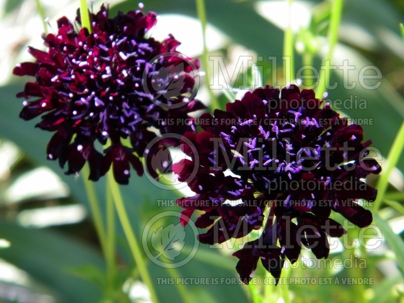 Scabiosa Black (Pincushion) 3