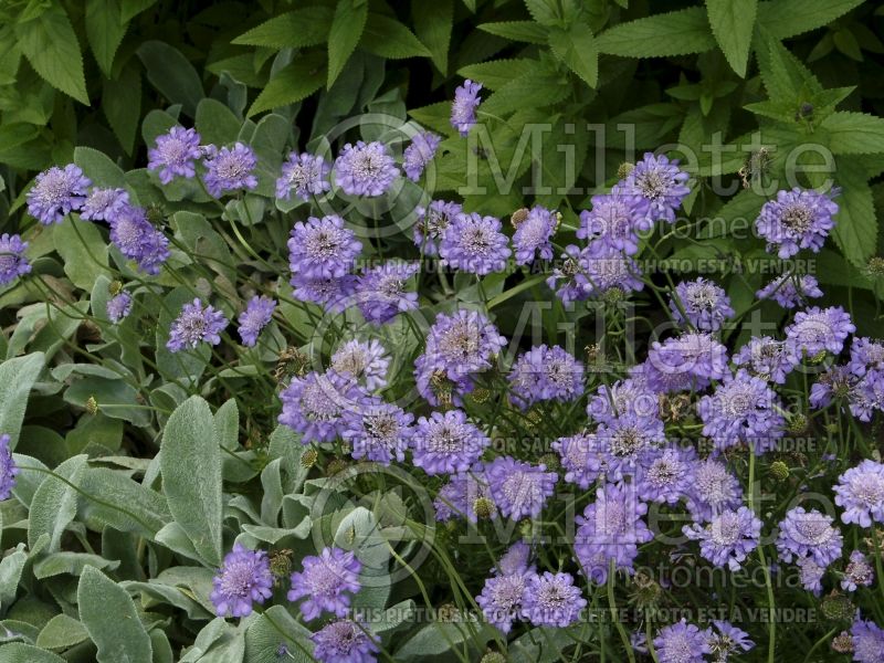 Scabiosa Butterfly Blue (Pincushion) 4