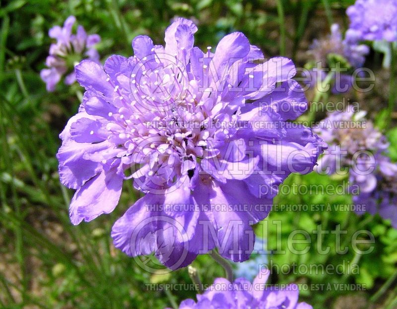 Scabiosa Butterfly Blue (Pincushion) 6