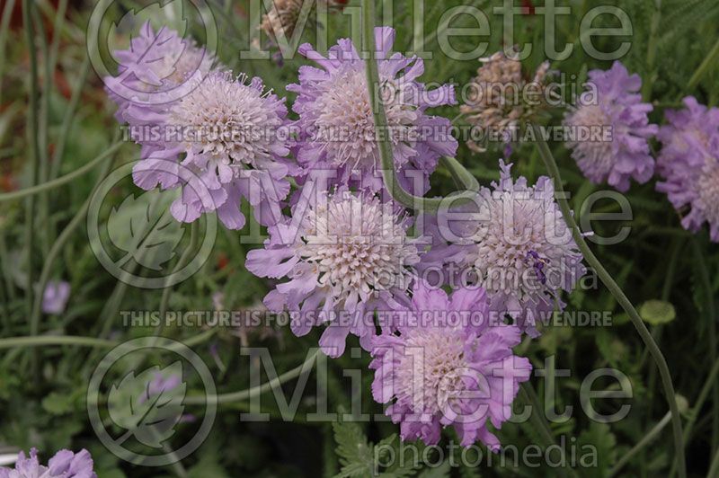 Scabiosa Butterfly Blue (Pincushion) 2