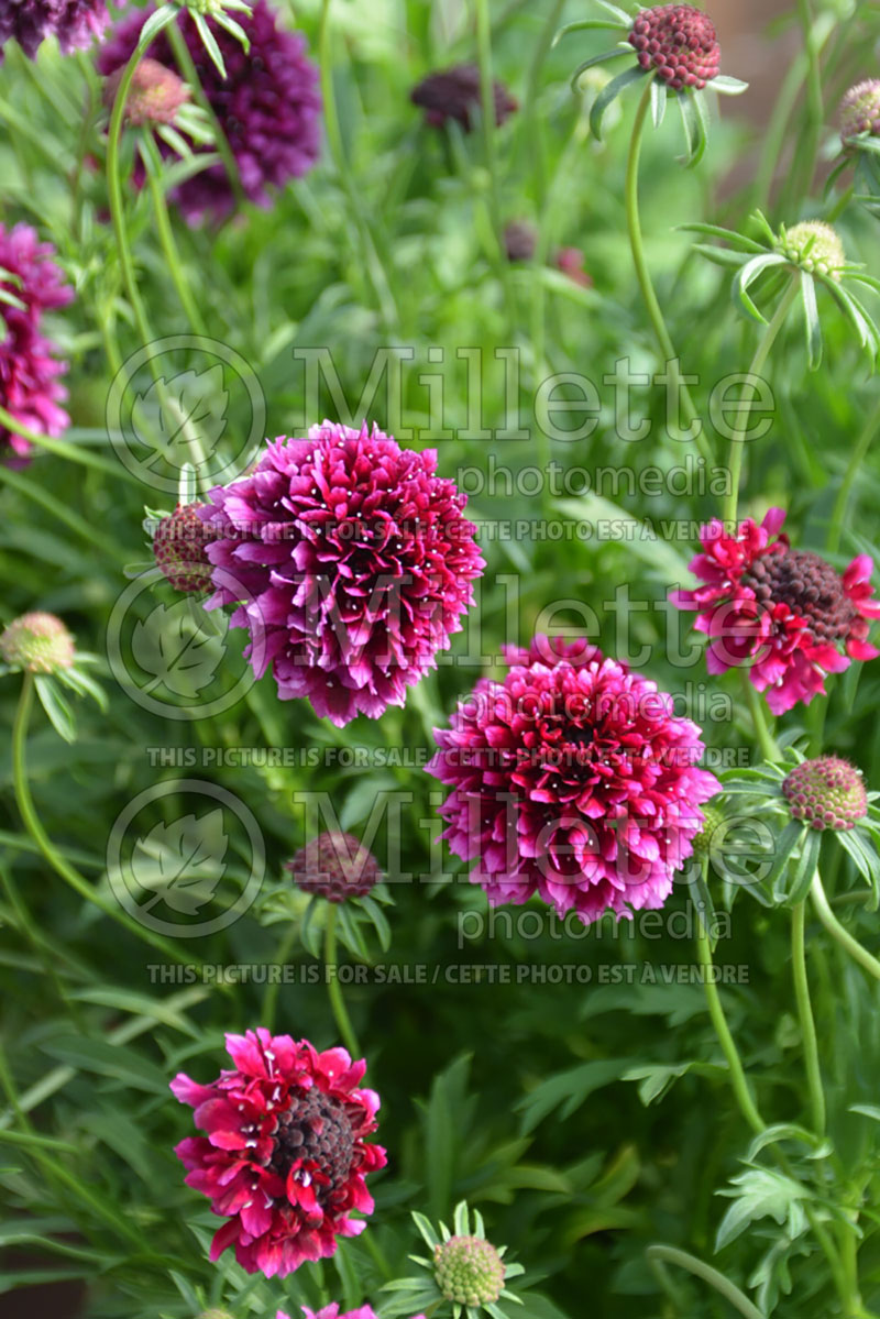 Scabiosa Gelato Blueberry (Pincushion)  2 