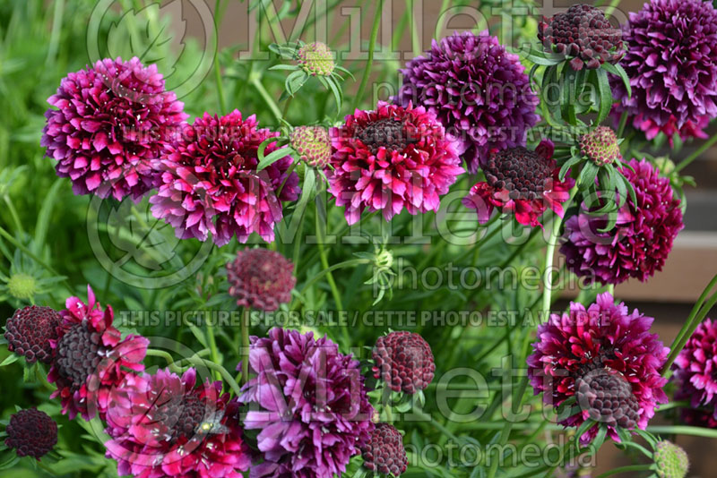 Scabiosa Gelato Blueberry (Pincushion)  1 