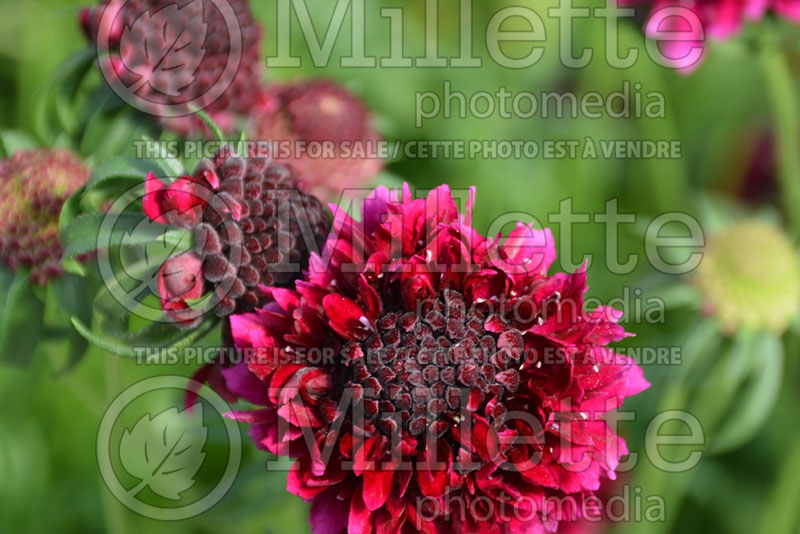 Scabiosa Gelato Blueberry (Pincushion)  3 