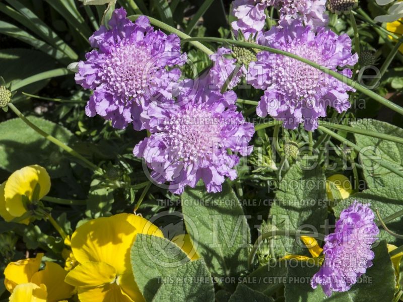 Scabiosa Pink Mist (Pincushion) 2