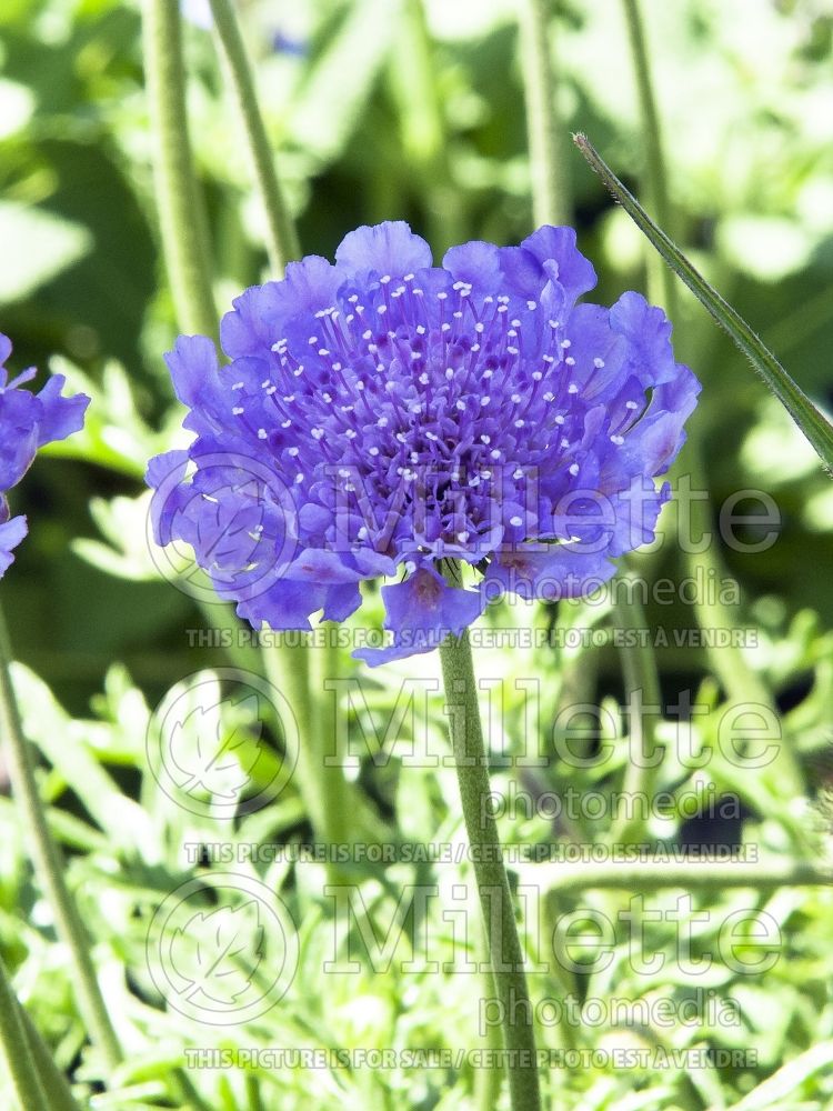 Scabiosa Vivid Violet (Pincushion) 1