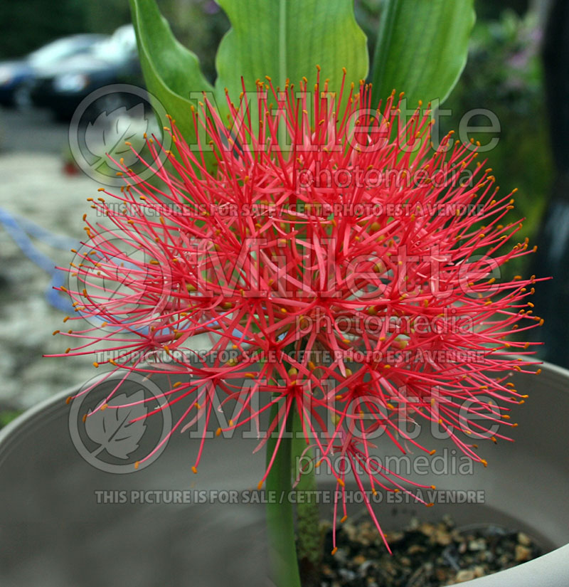 Scadoxus multiflorus (Yucca) 1 