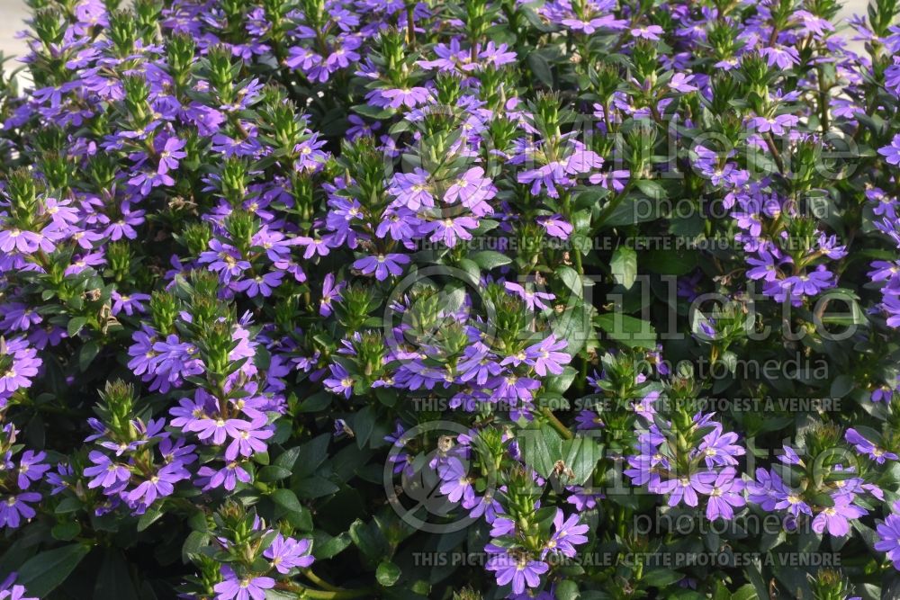 Scaevola Abanico Compact Purple (Scaevola Fan Flower) 1  
