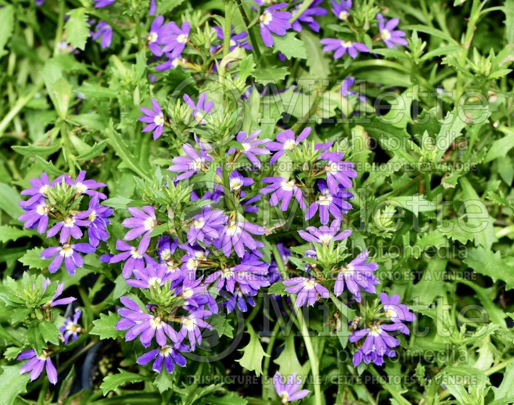 Scaevola Purple Haze (Scaevola Fan Flower) 2  