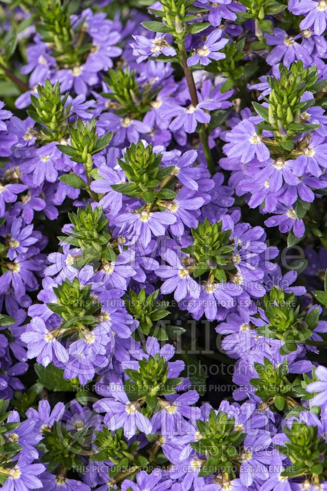 Scaevola Abonico Purple (Fan Flower) 1 