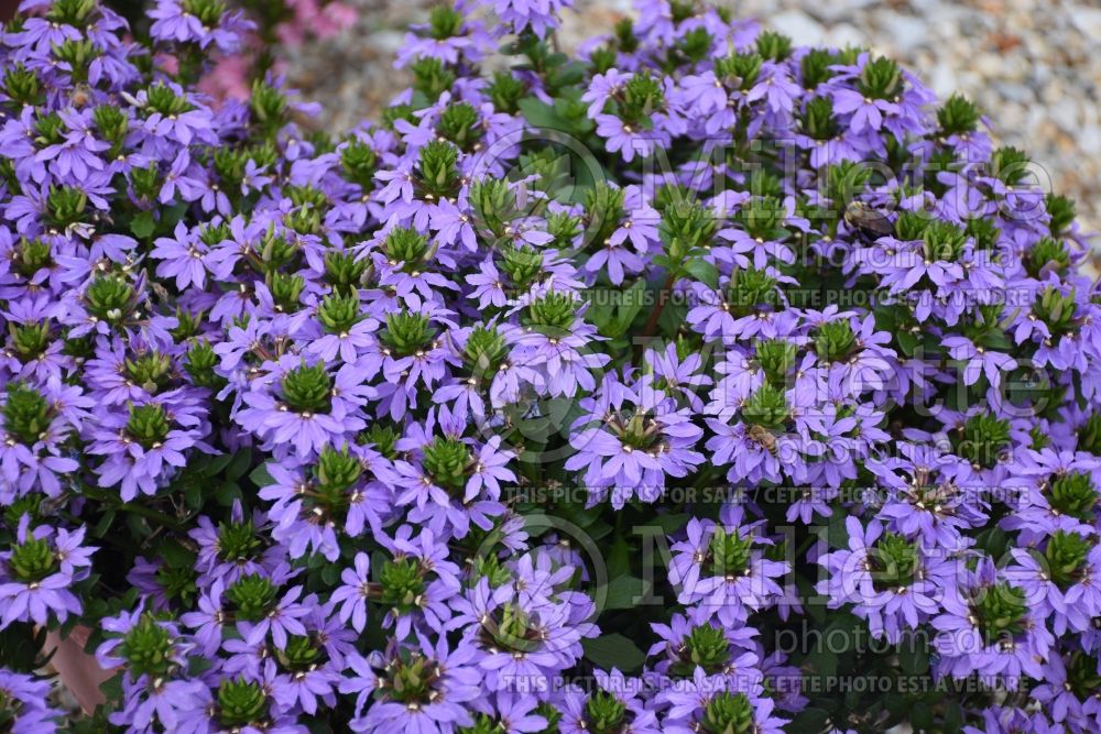 Scaevola Blue Touch (Scaevola Fan Flower) 1  