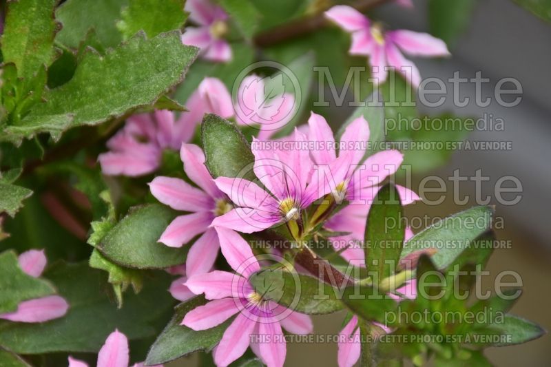 Scaevola Pink Blessing (Scaevola) 1  