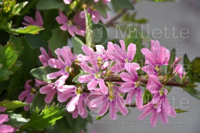 Scaevola Pink Blessing (Scaevola) 2  