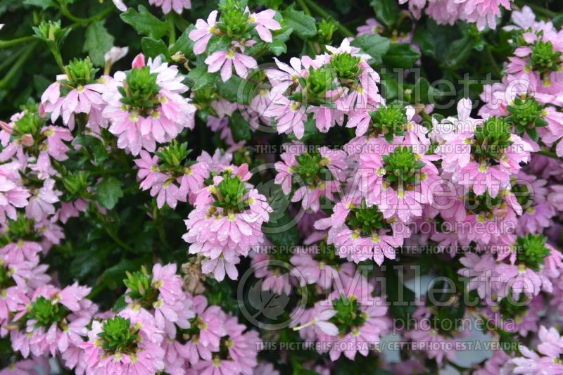 Scaevola Scampi Pink (Scaevola Fan Flower) 1  