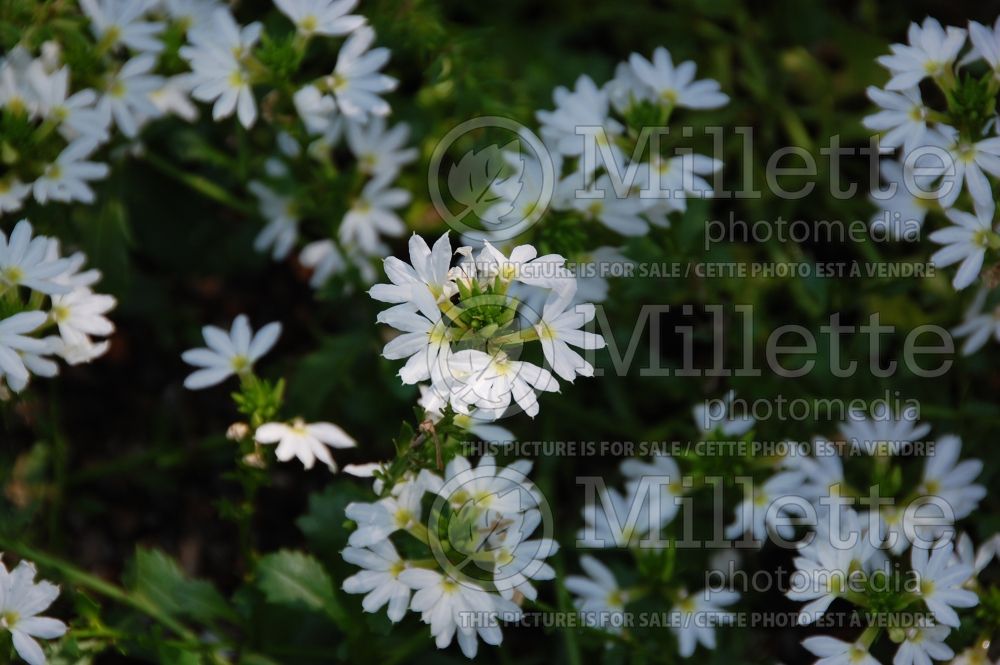 Scaevola Whirlwind White or Scawihatis (Scaevola) 1  