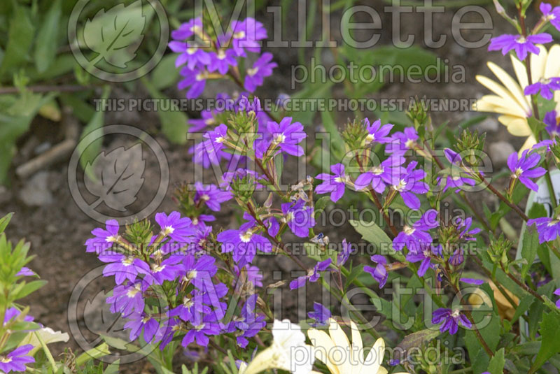 Scaevola Whirlwind Blue (Scaevola) 1  