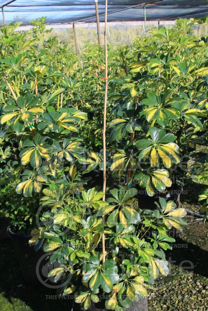 Schefflera Gold Capella (Parasol Plant) 3