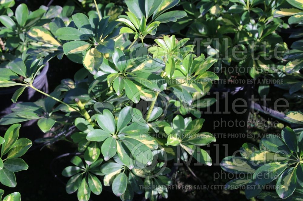 Schefflera Gold Capella (Parasol Plant) 2