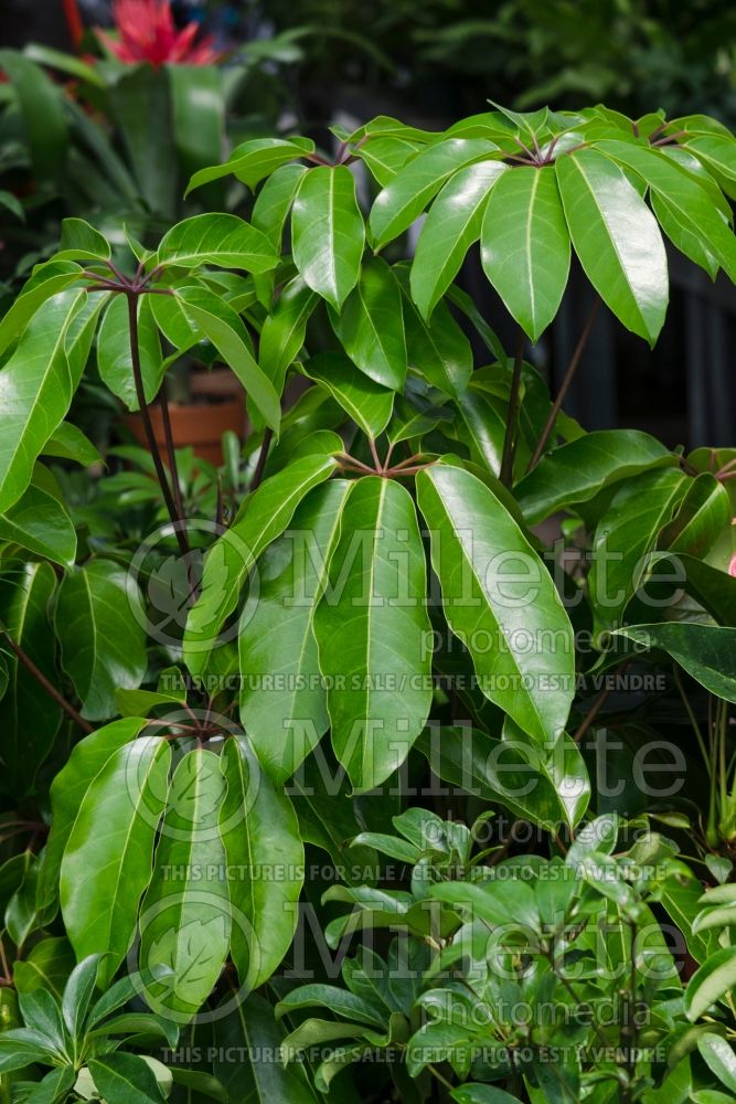 Schefflera actinophylla (umbella tree) 2