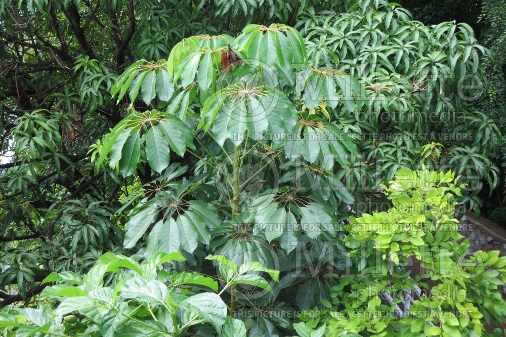 Schefflera actinophylla (umbella tree) 4