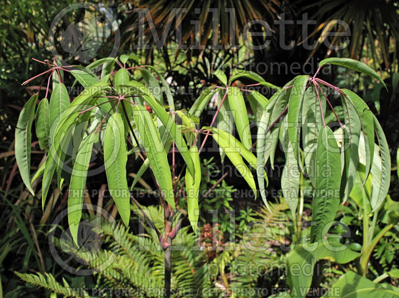 Schefflera hoi (Schefflera)  1