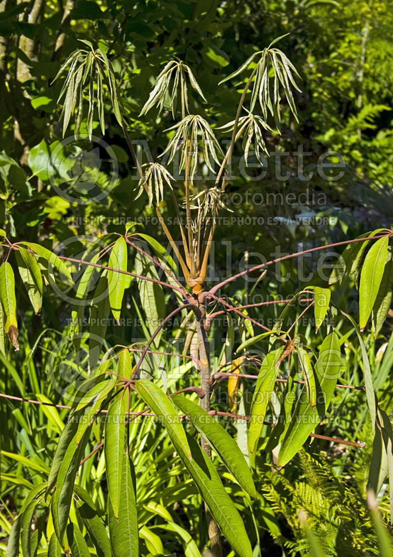 Schefflera hoi (Schefflera)  2