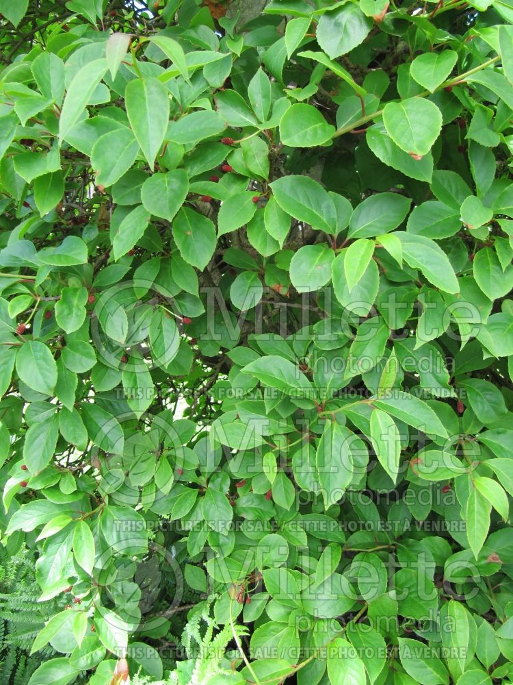 Schisandra rubriflora (Vine) 2