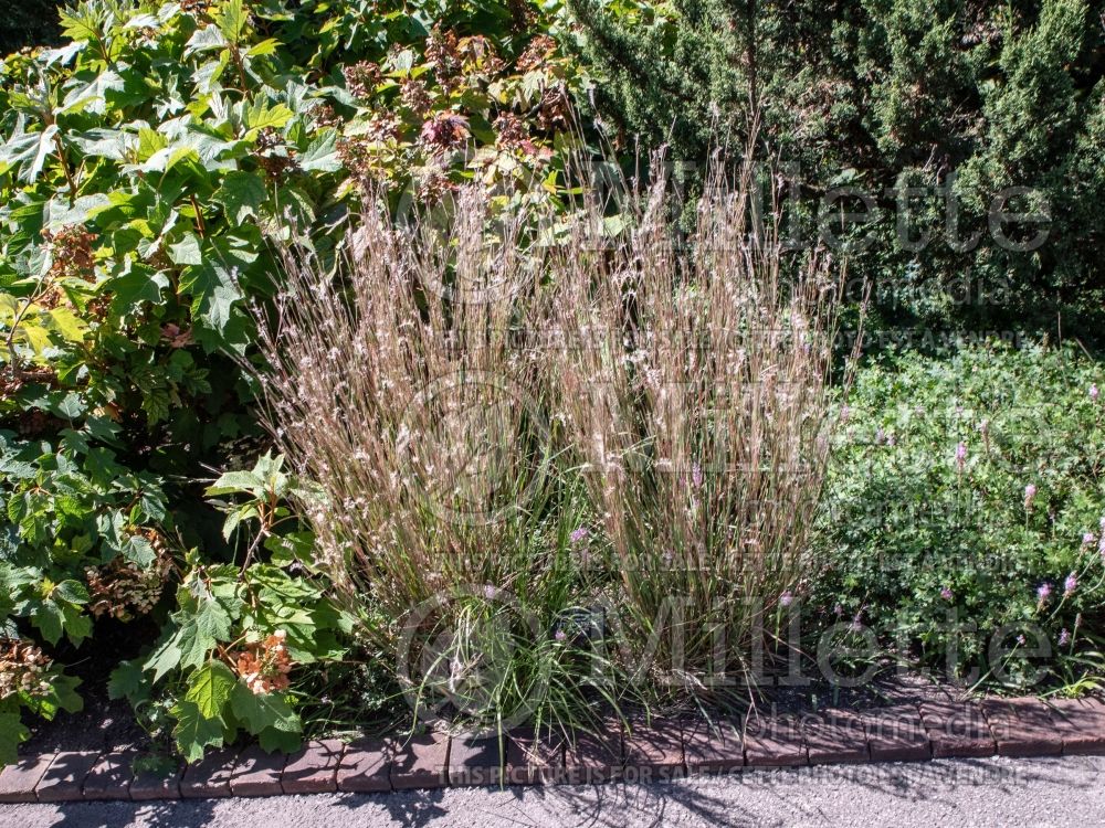 Schizachyrium Little Arrow (Prairie Beard Grass) 1 