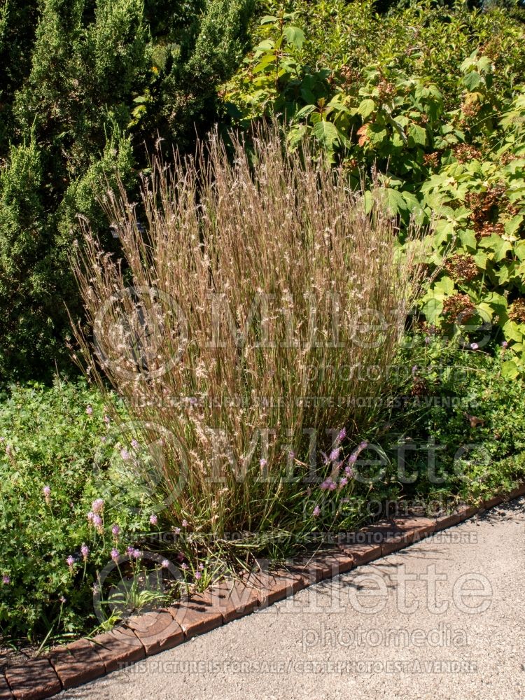 Schizachyrium Little Arrow (Prairie Beard Grass) 2 