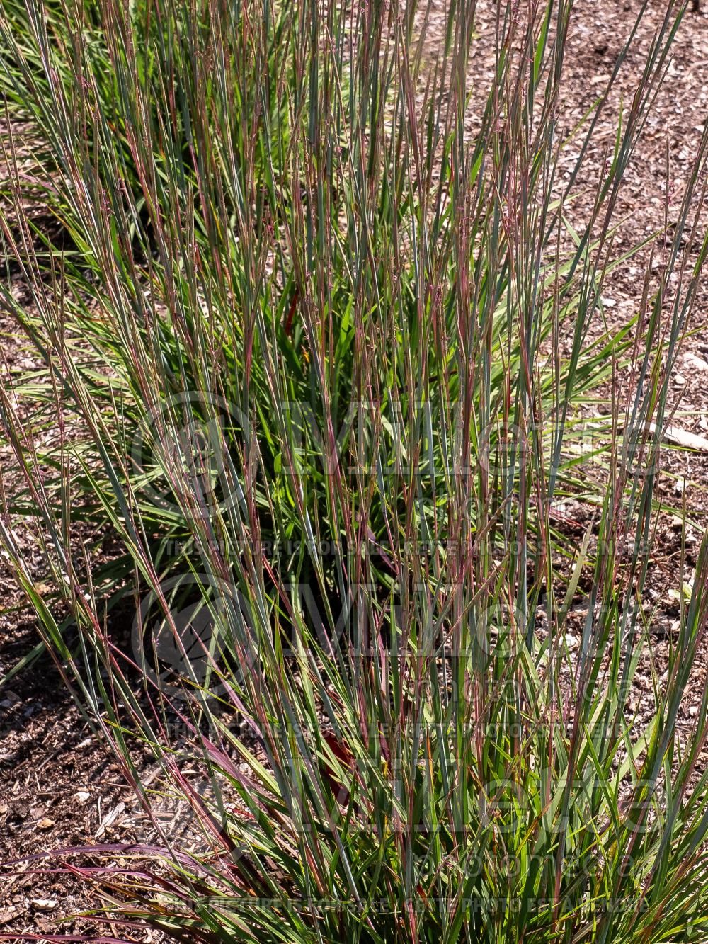 Schizachyrium Little Red Fox (little bluestem Grass) 1