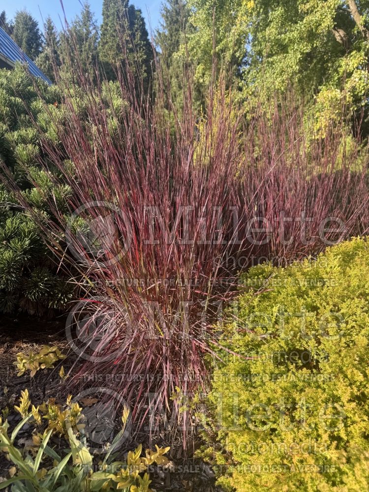 Schizachyrium Smoke Signal (Prairie Beard Grass) 7