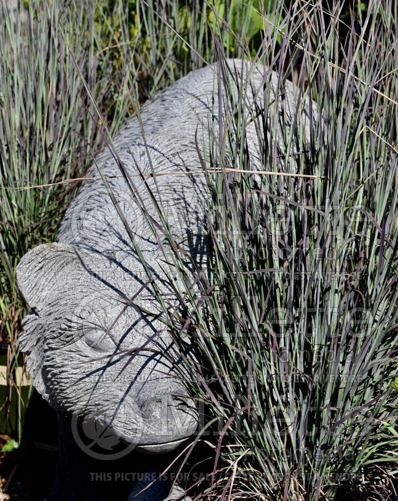 Schizachyrium Standing Ovation (Prairie Beard Grass) 4 