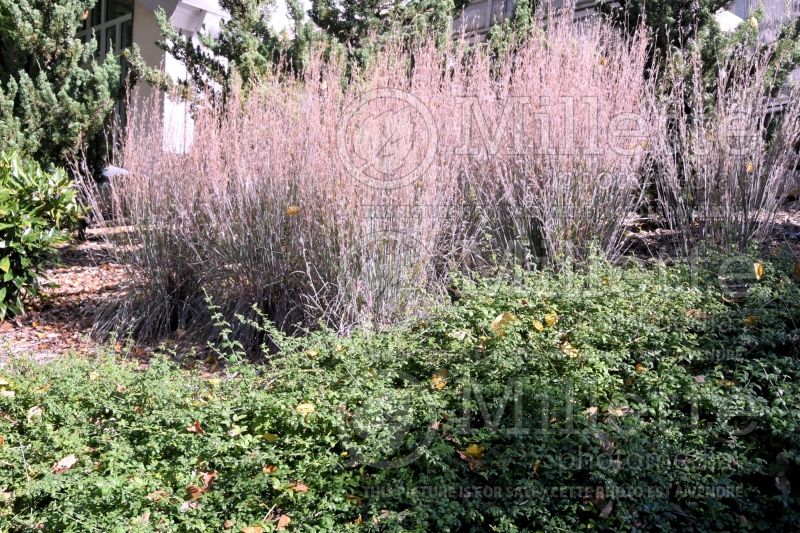 Schizachyrium aka Andropogon Blaze  (Prairie Beard Grass) 4 