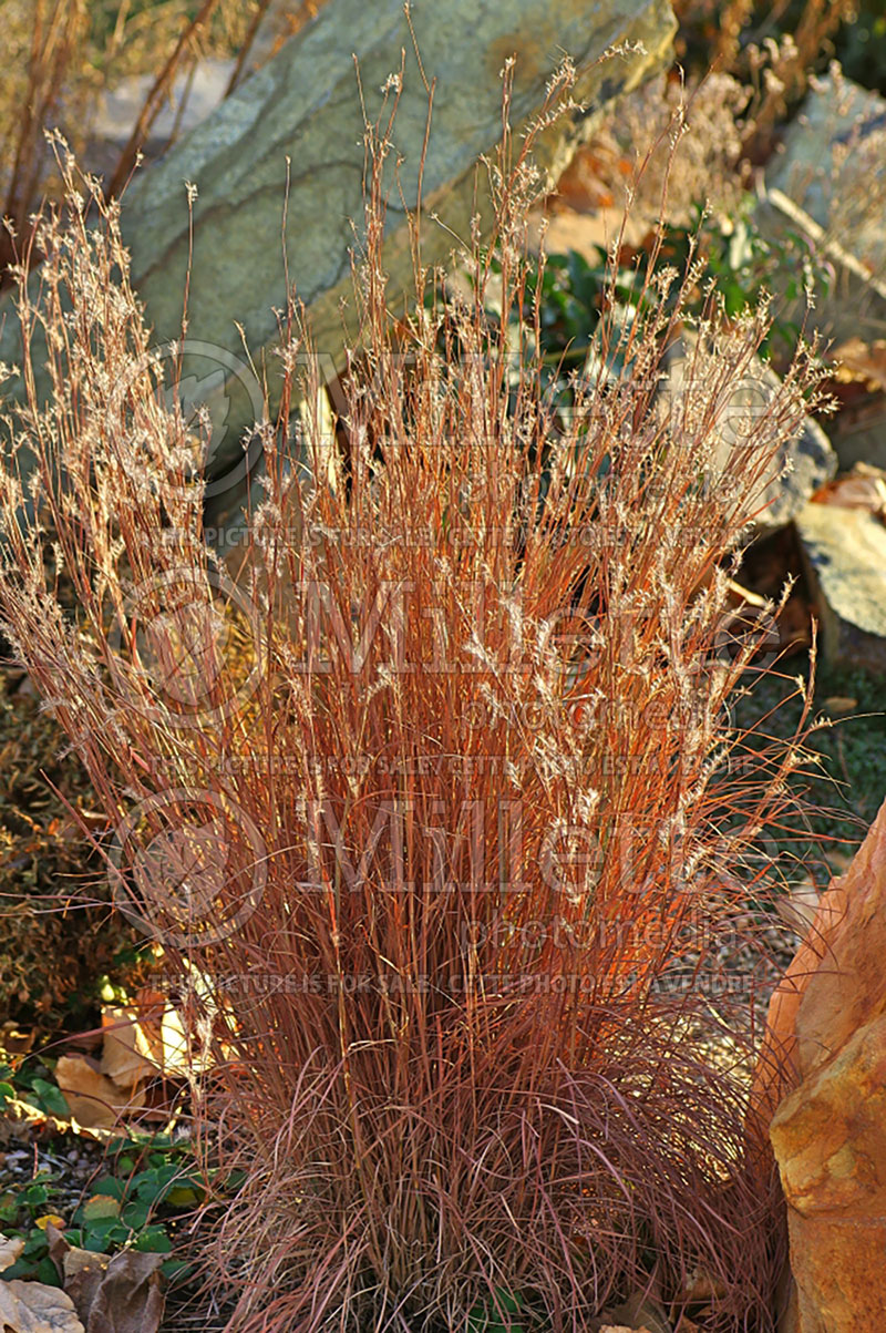 Schizachyrium aka Andropogon Blaze (Prairie Beard Grass) 1 